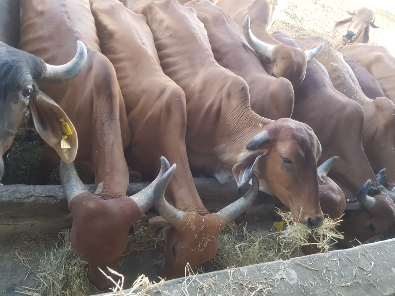 Ambe Group of Schools | Social Initiatives